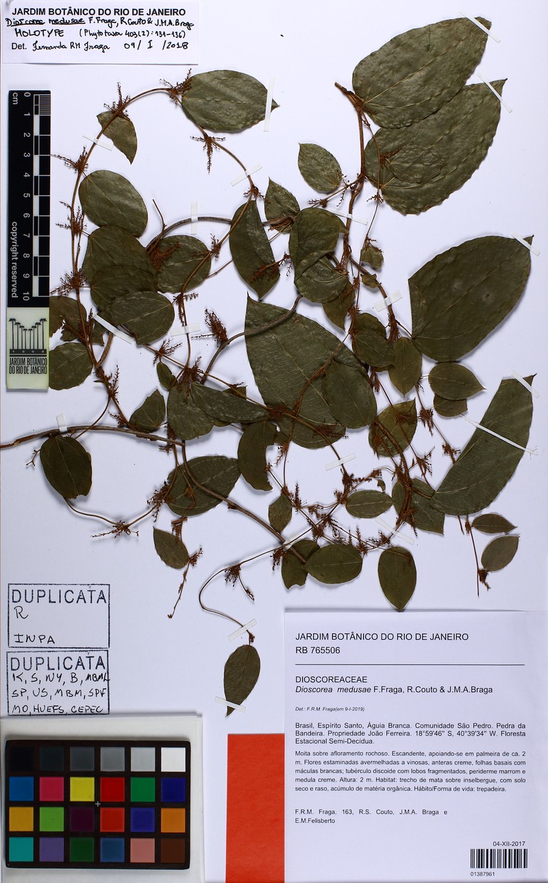 Dioscorea medusae photo 2