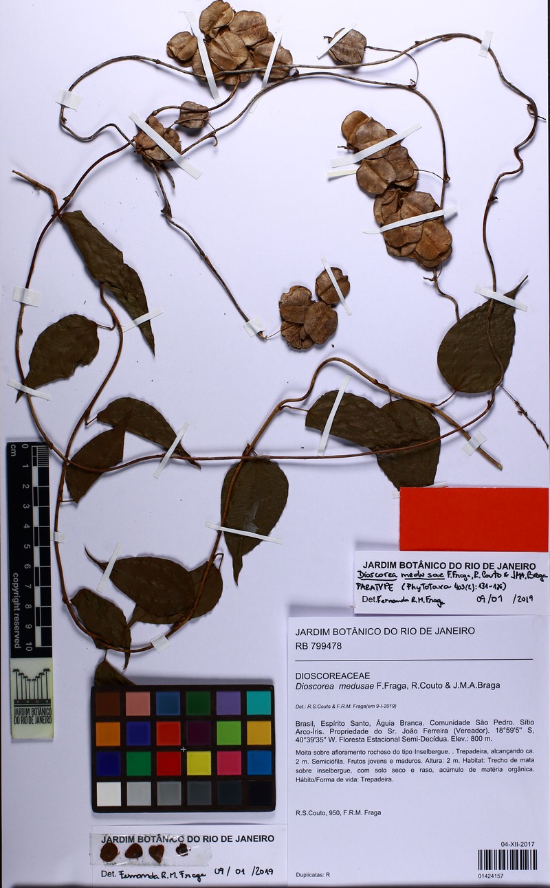 Dioscorea medusae photo 3