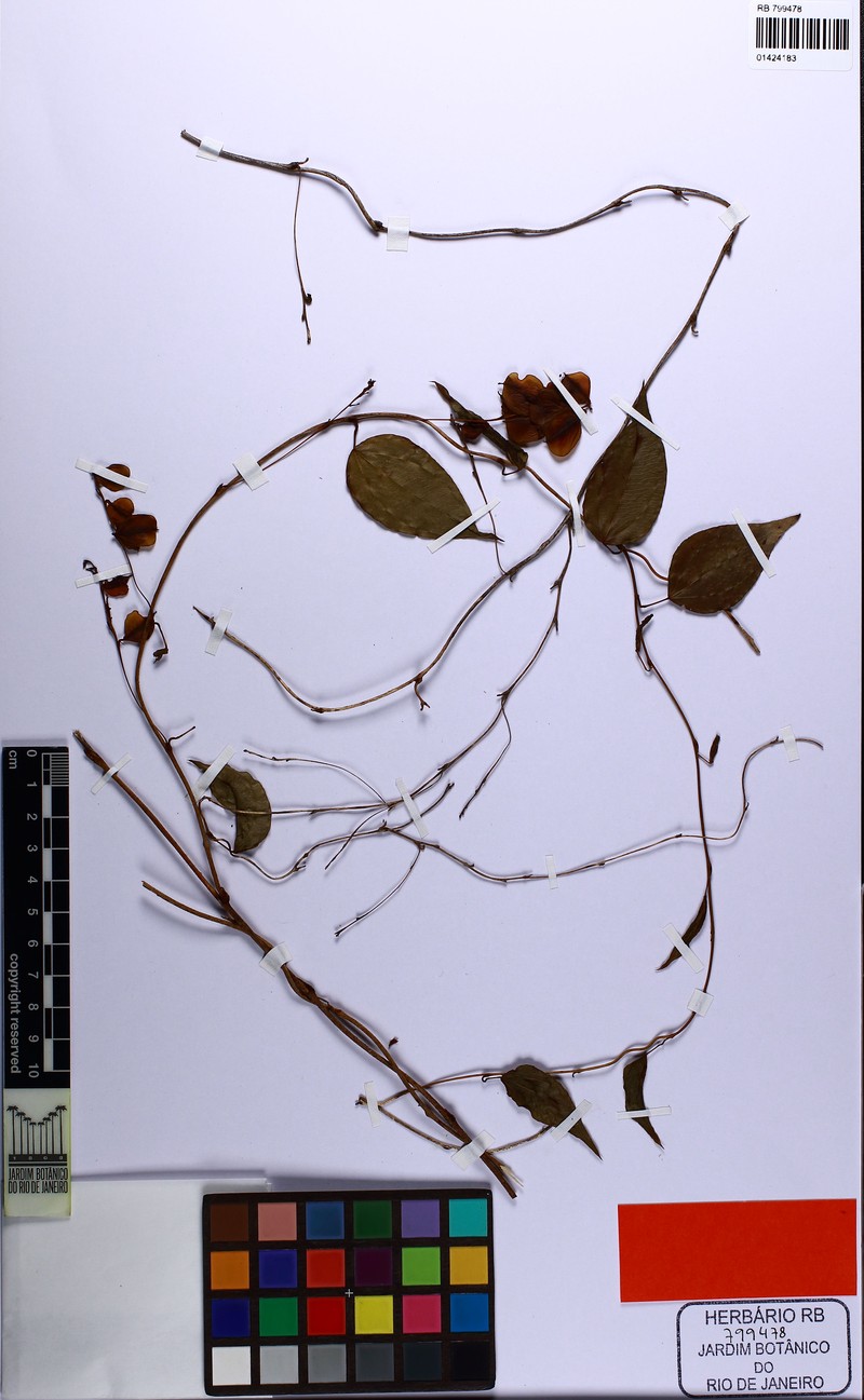 Dioscorea medusae photo 4