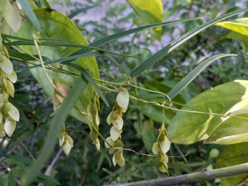 Dioscorea microflora