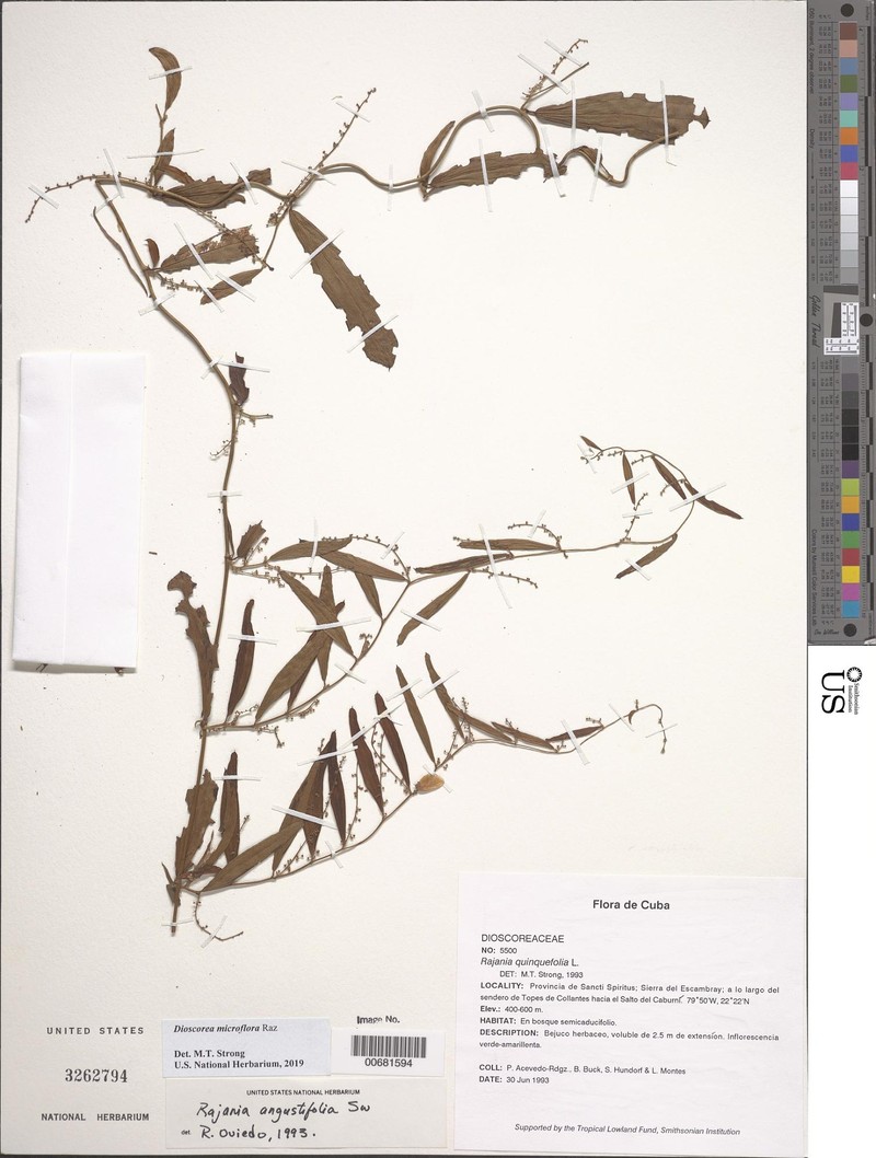 Dioscorea microflora photo 2