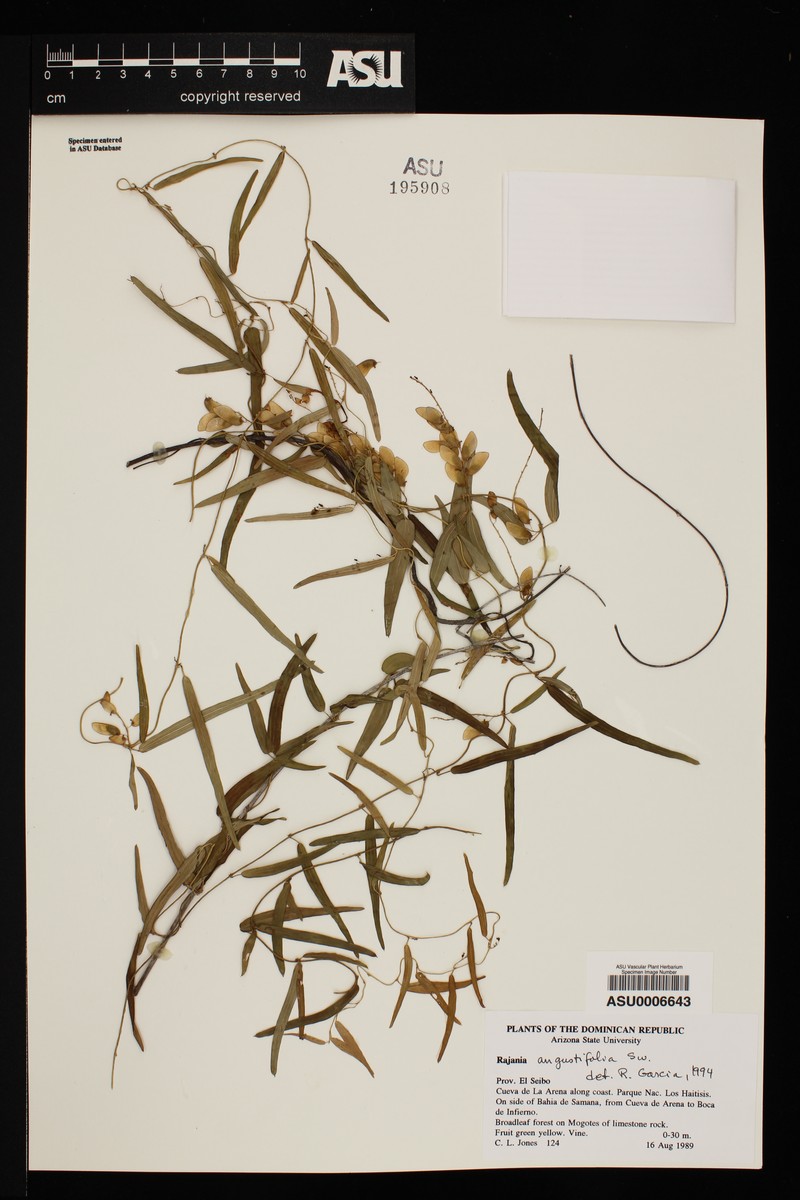 Dioscorea microflora photo 3