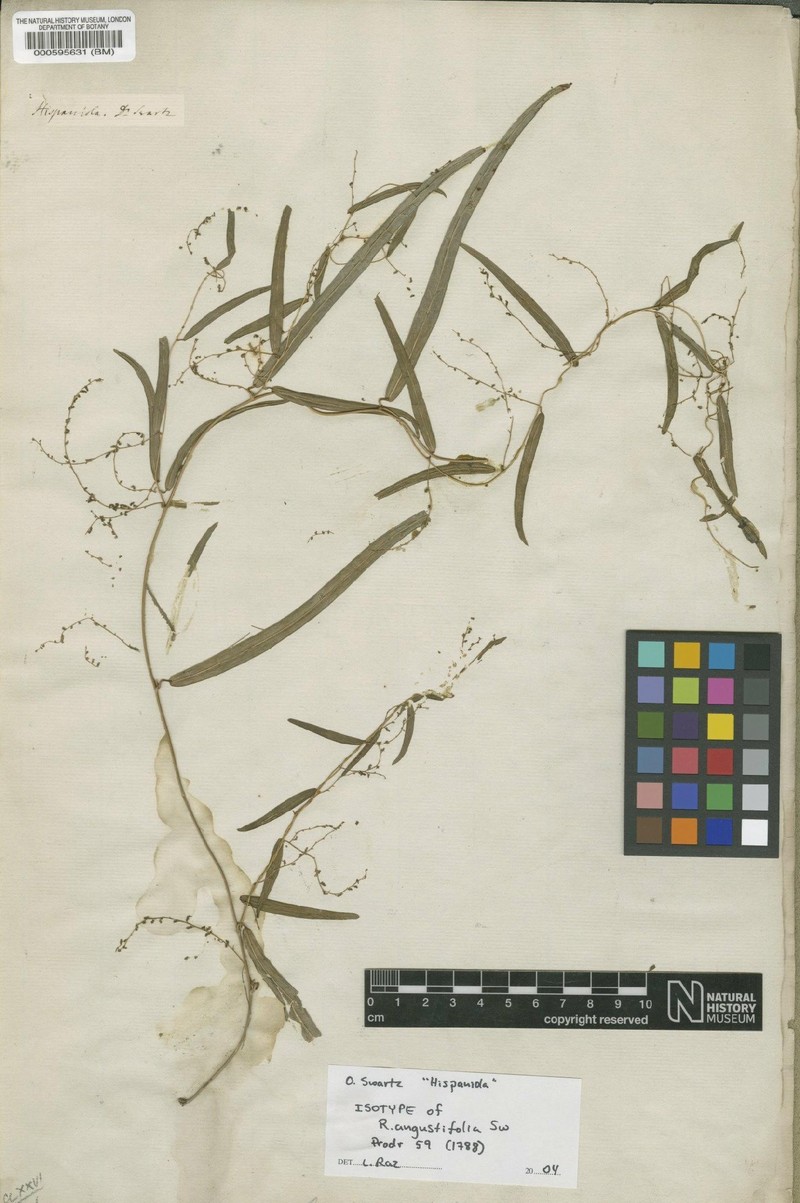 Dioscorea microflora photo 4