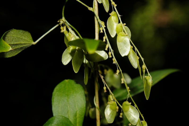 Dioscorea microphylla