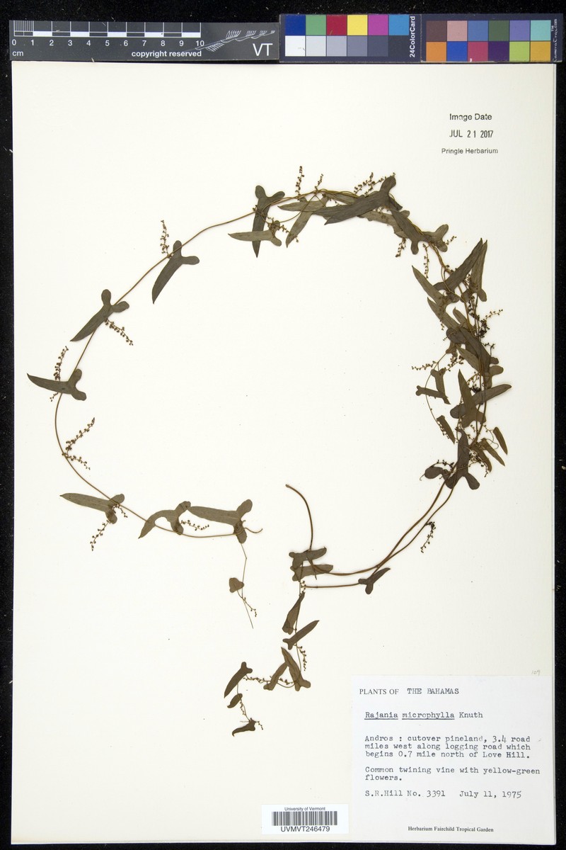 Dioscorea microphylla photo 3