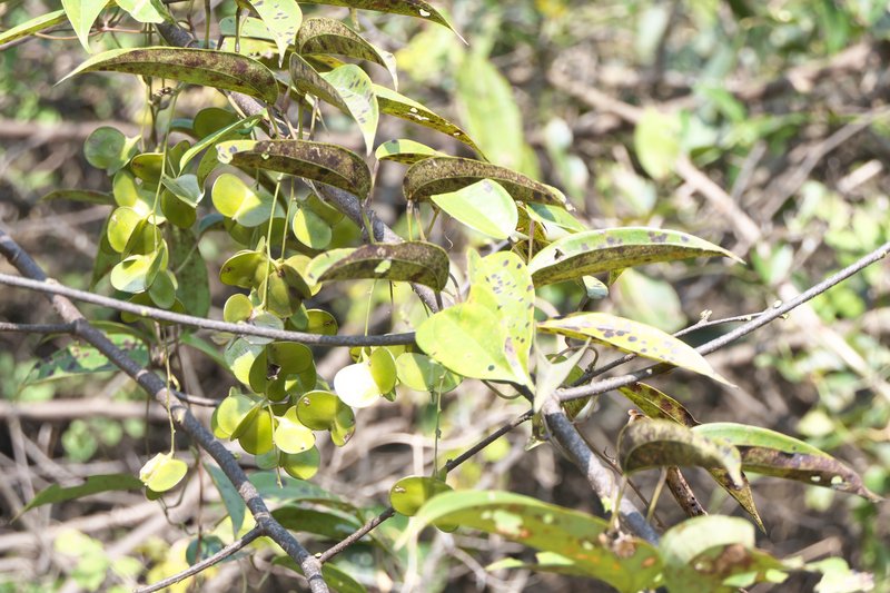 Chinese Yam photo 8