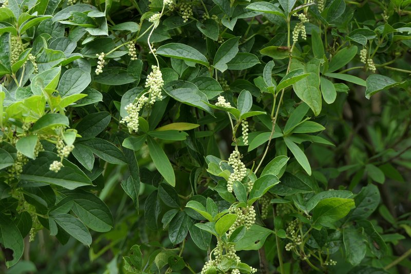Fiveleaf Yam photo 7