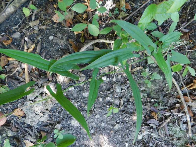 Bulbous Yam photo 6