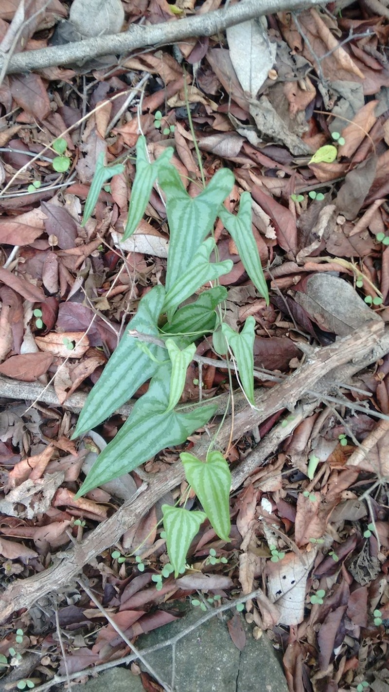 Bulbous Yam photo 8