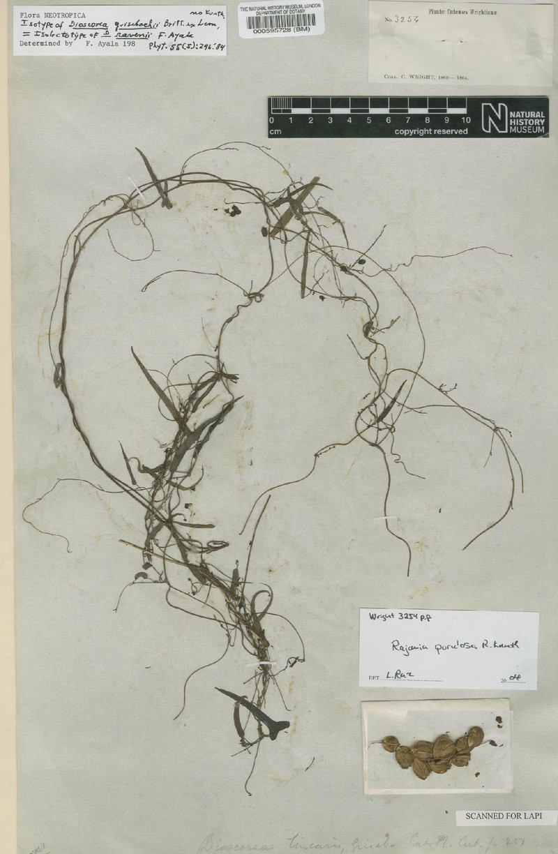 Dioscorea porulosa