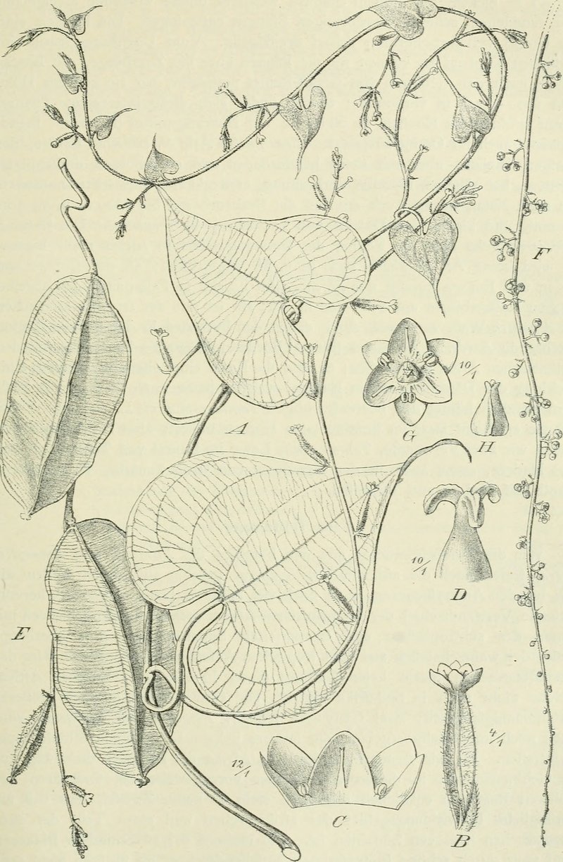 Preuss' Dioscorea