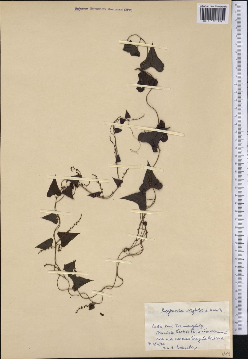 Dioscorea psilostachya
