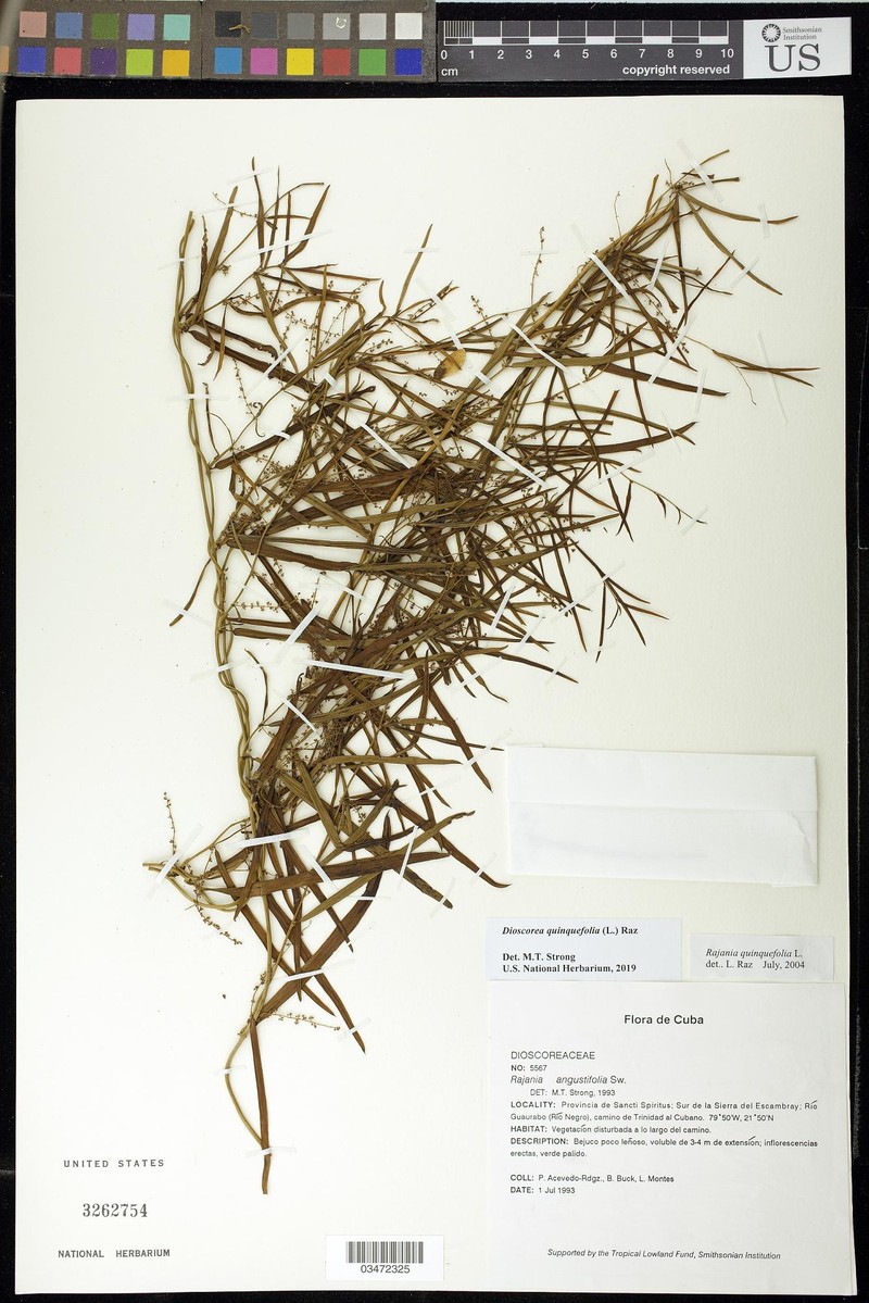 Dioscorea quinquefolia