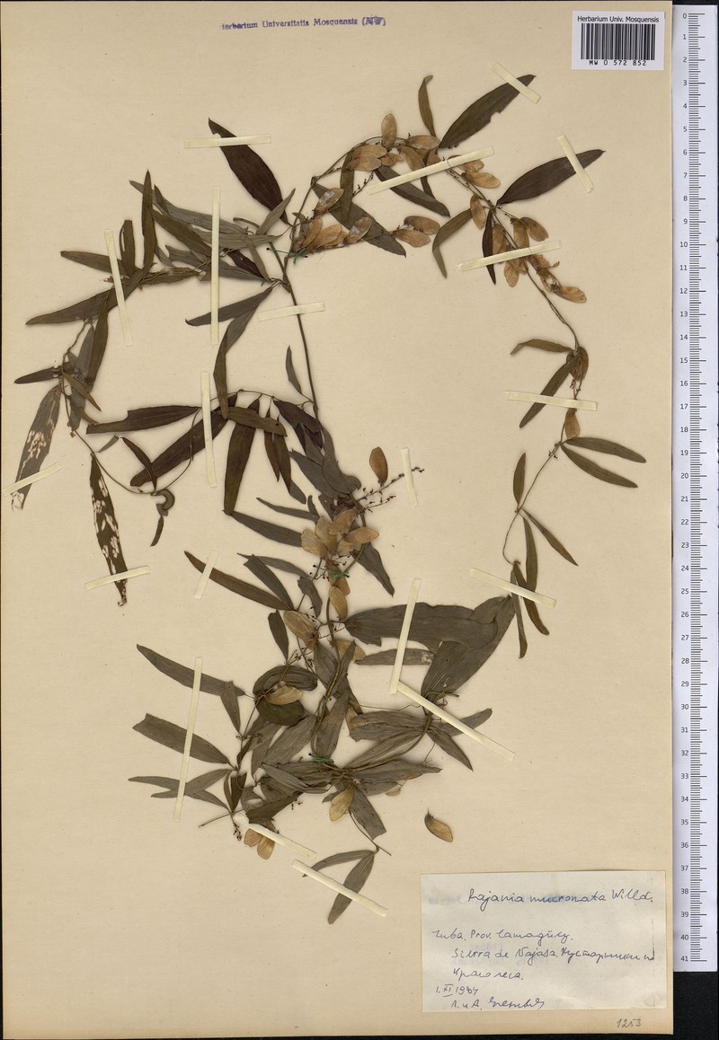 Dioscorea quinquefolia photo 2