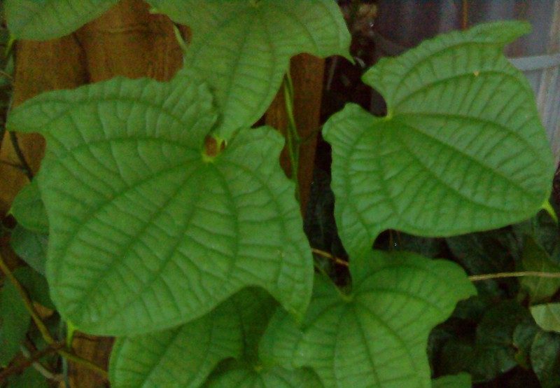 Zanzibar Yam photo 5