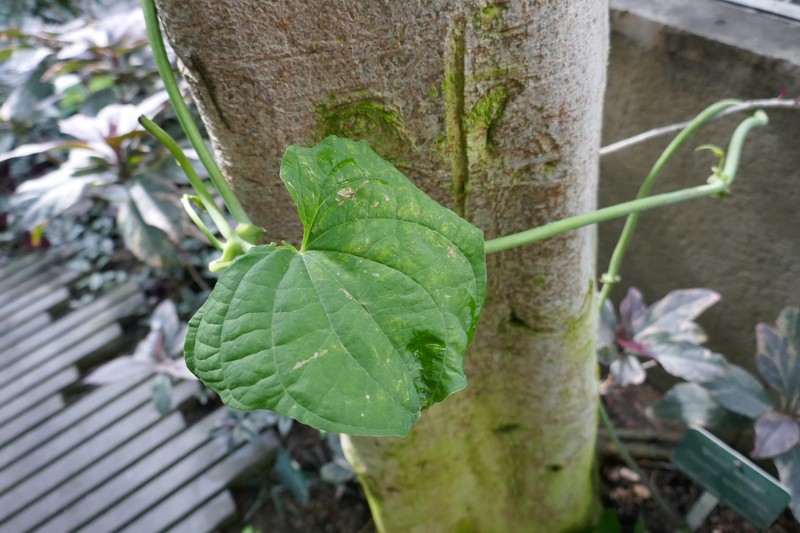 Zanzibar Yam photo 6