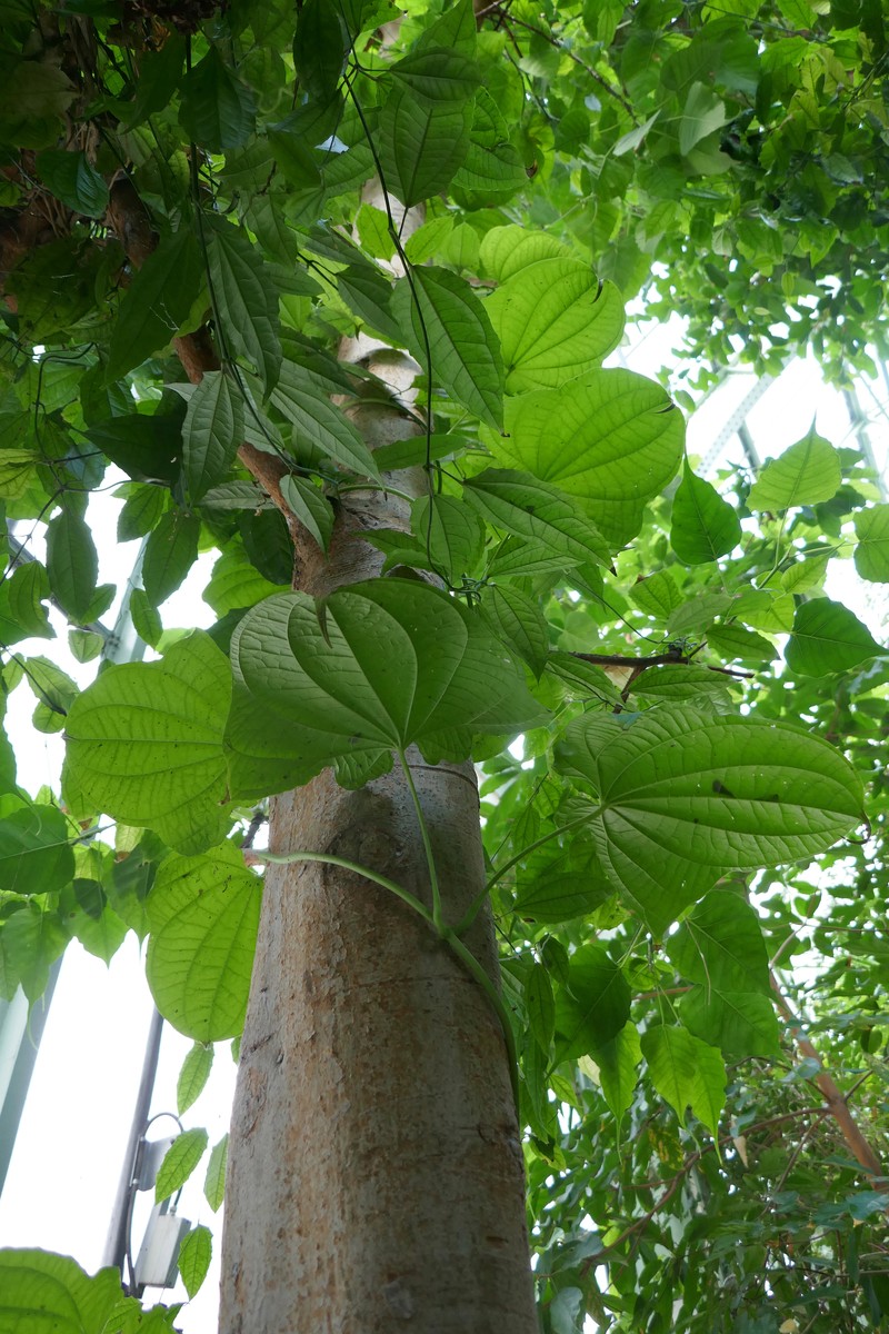 Zanzibar Yam photo 7