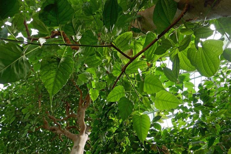 Zanzibar Yam photo 8