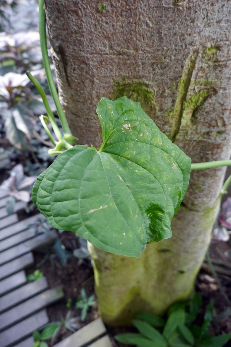 Zanzibar Yam photo 2