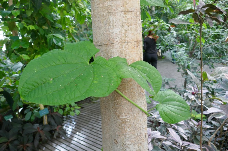 Zanzibar Yam photo 3