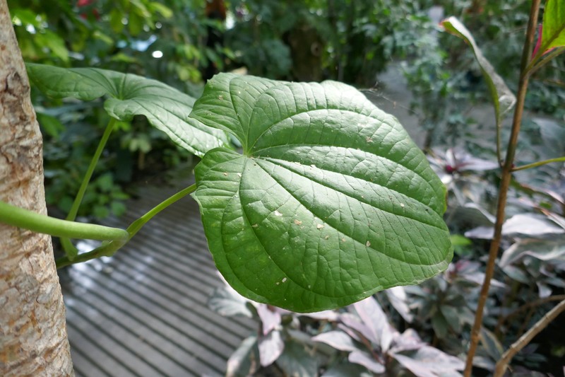 Zanzibar Yam photo 4