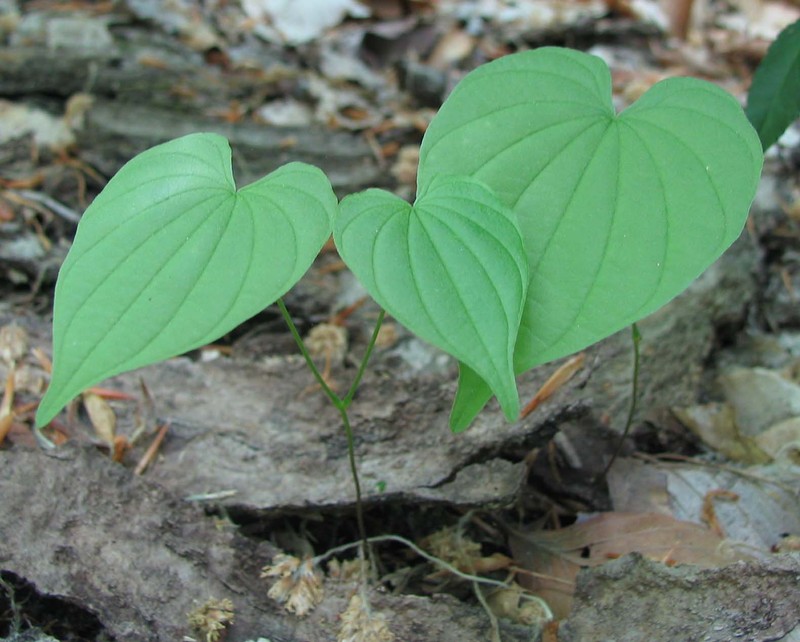 Fourleaf Yam
