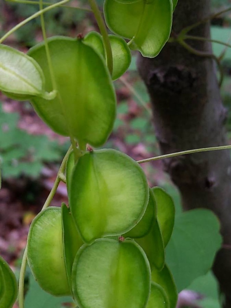 Fourleaf Yam photo 2
