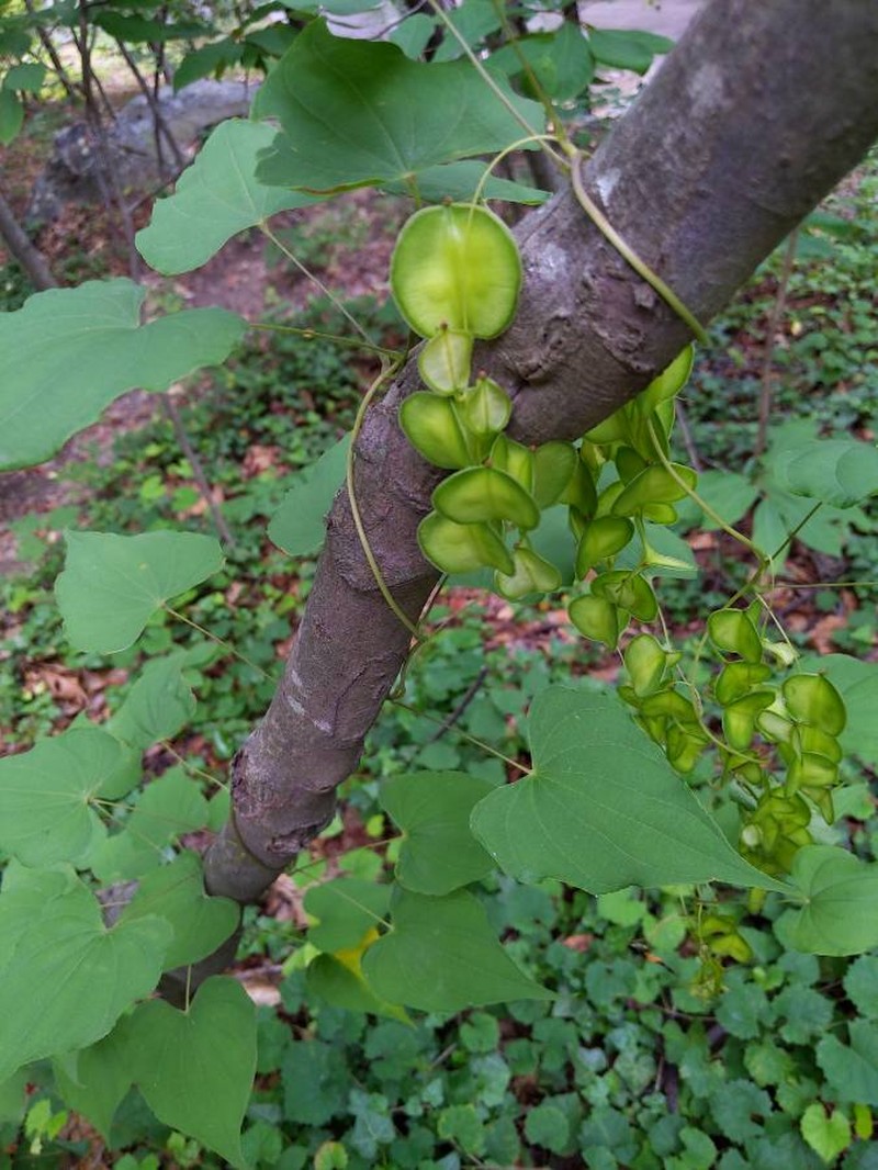 Fourleaf Yam photo 3