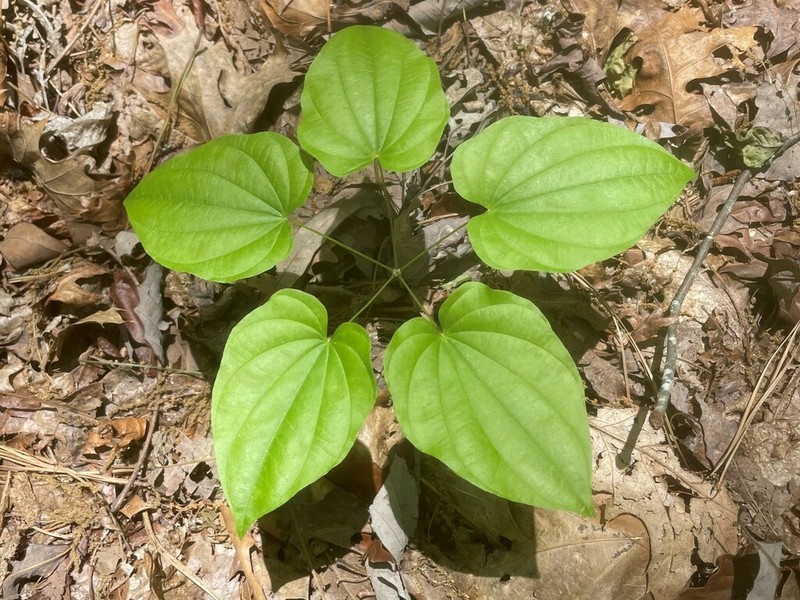 Fourleaf Yam photo 6