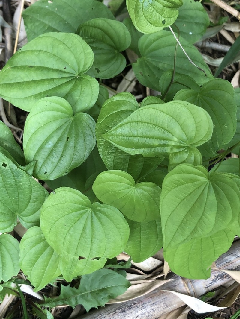 Fourleaf Yam photo 8
