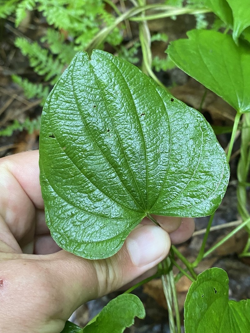 Wild Yam