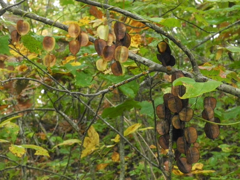 Wild Yam photo 2