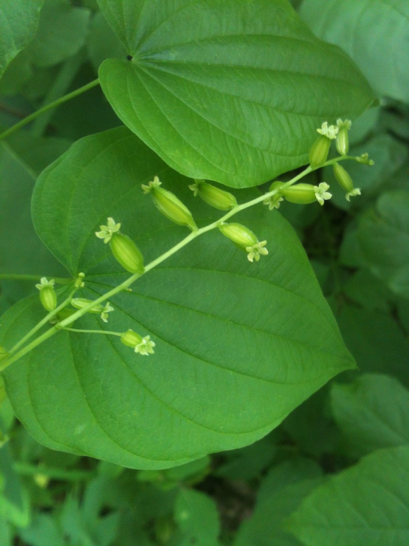 Wild Yam photo 4