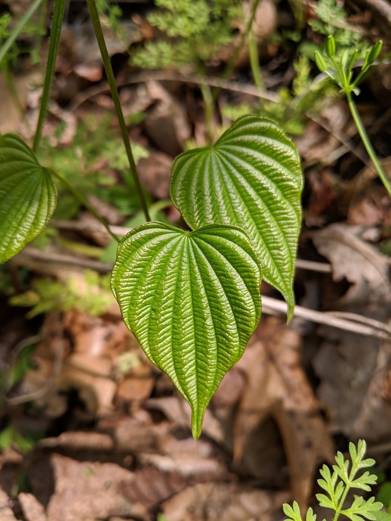 Wild Yam photo 5