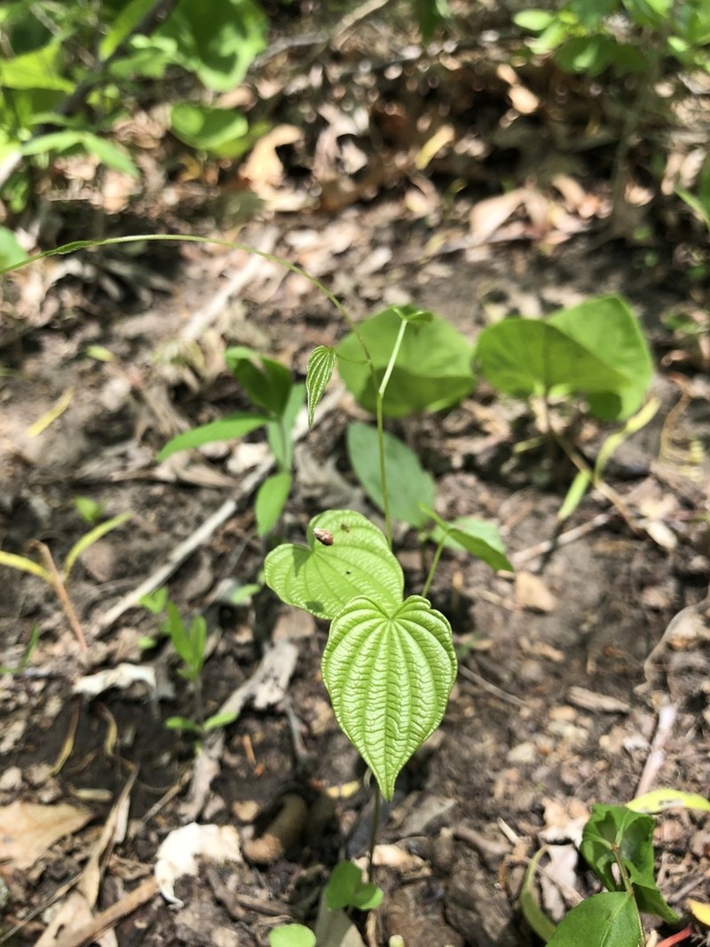 Wild Yam photo 6