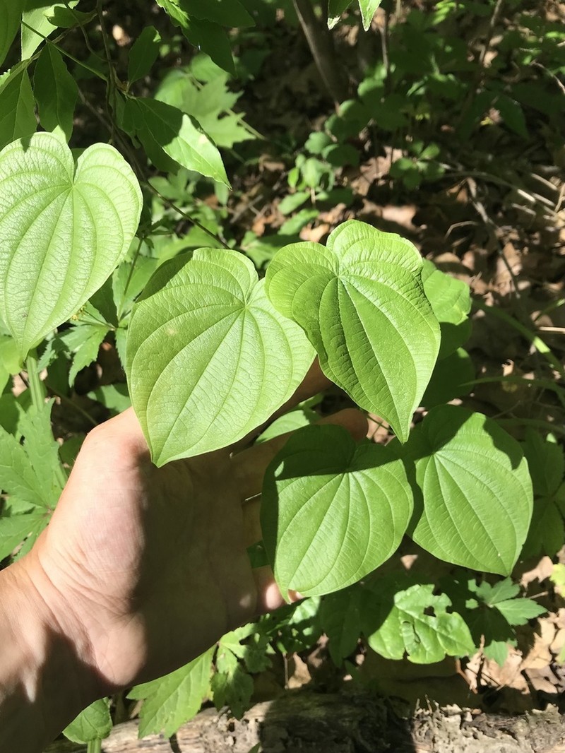 Wild Yam photo 7