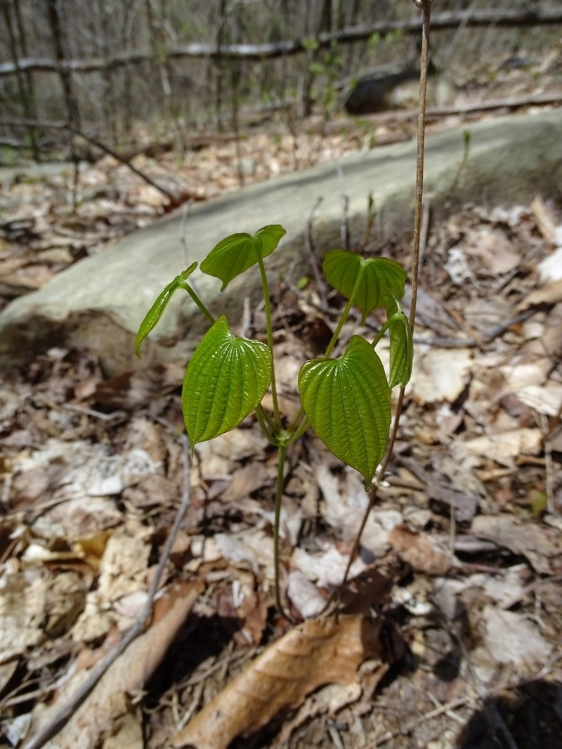 Wild Yam photo 8