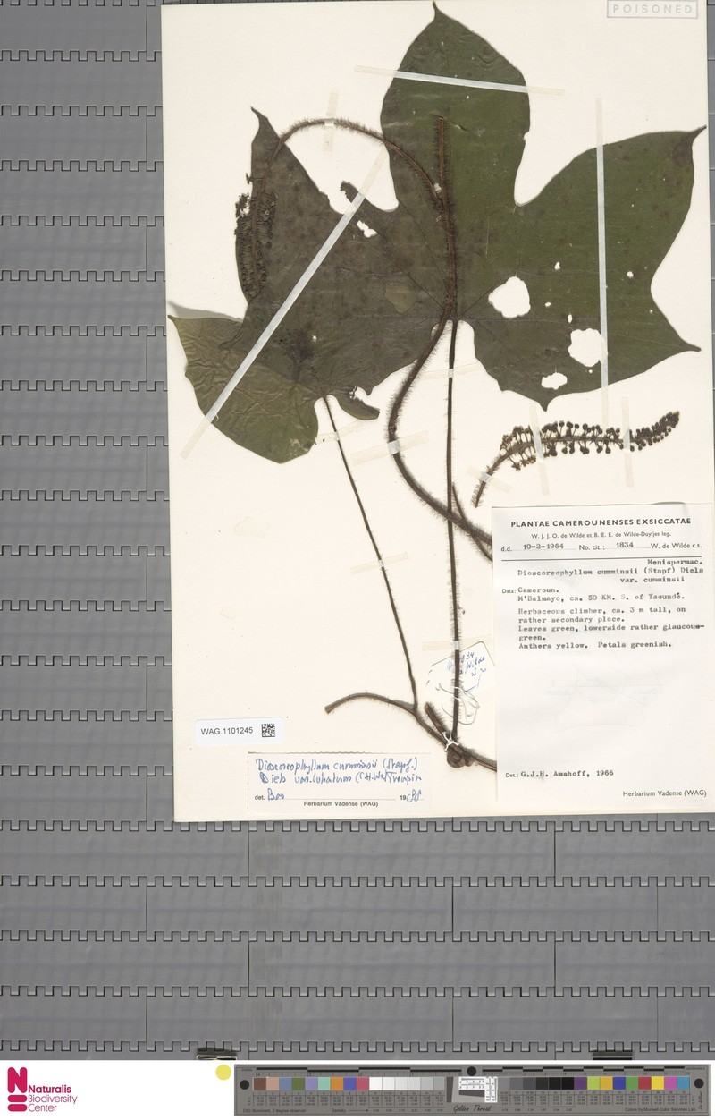 Dioscoreophyllum cumminsii var. cumminsii