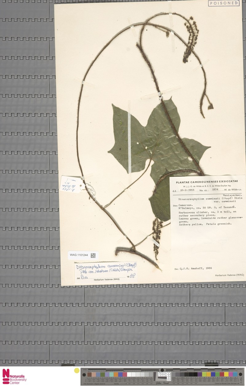 Dioscoreophyllum cumminsii var. cumminsii photo 2