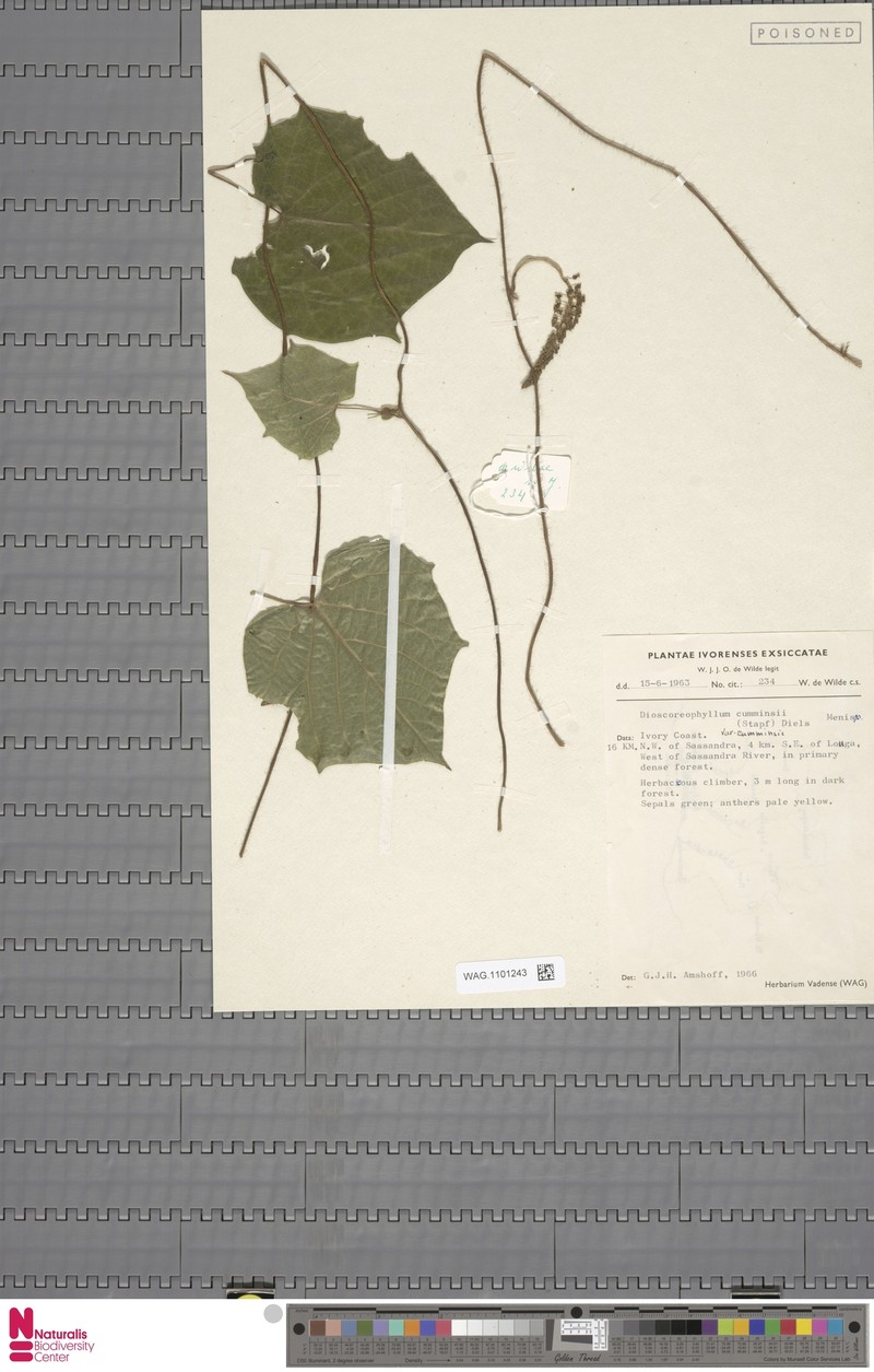 Dioscoreophyllum cumminsii var. cumminsii photo 3
