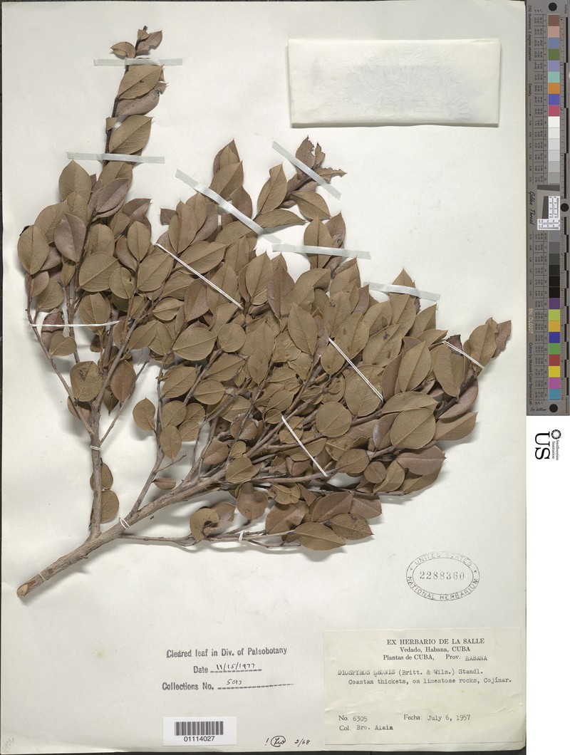 Diospyros × leonis