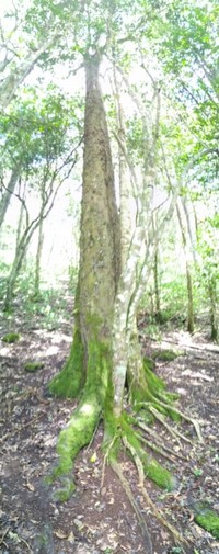 Diospyros abyssinica