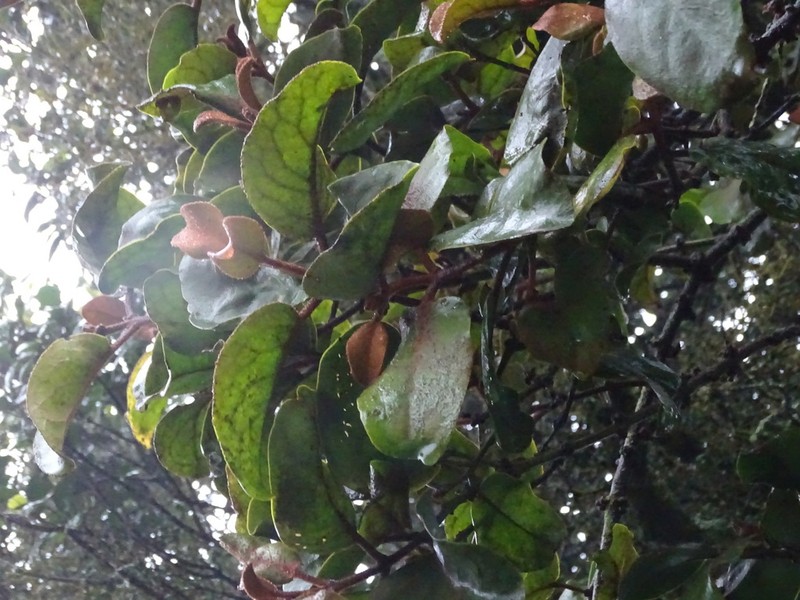Diospyros abyssinica photo 2