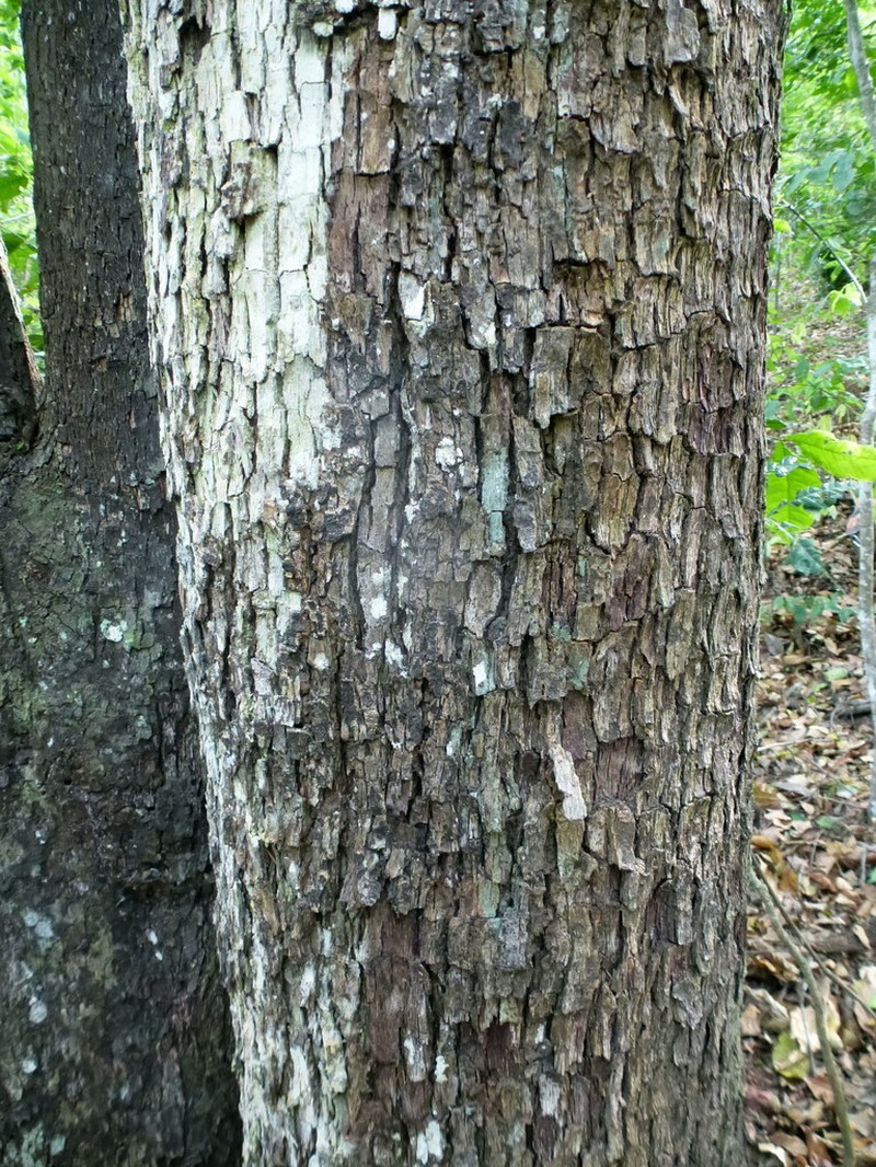 Diospyros abyssinica photo 3