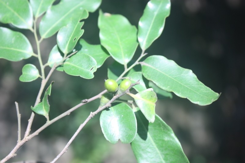 Diospyros abyssinica photo 4