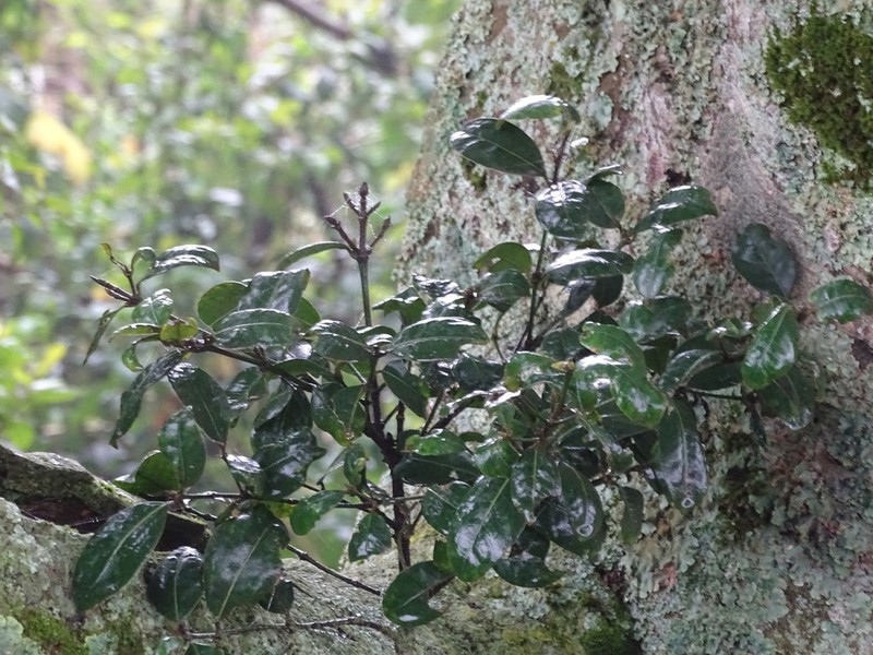 Diospyros abyssinica photo 5