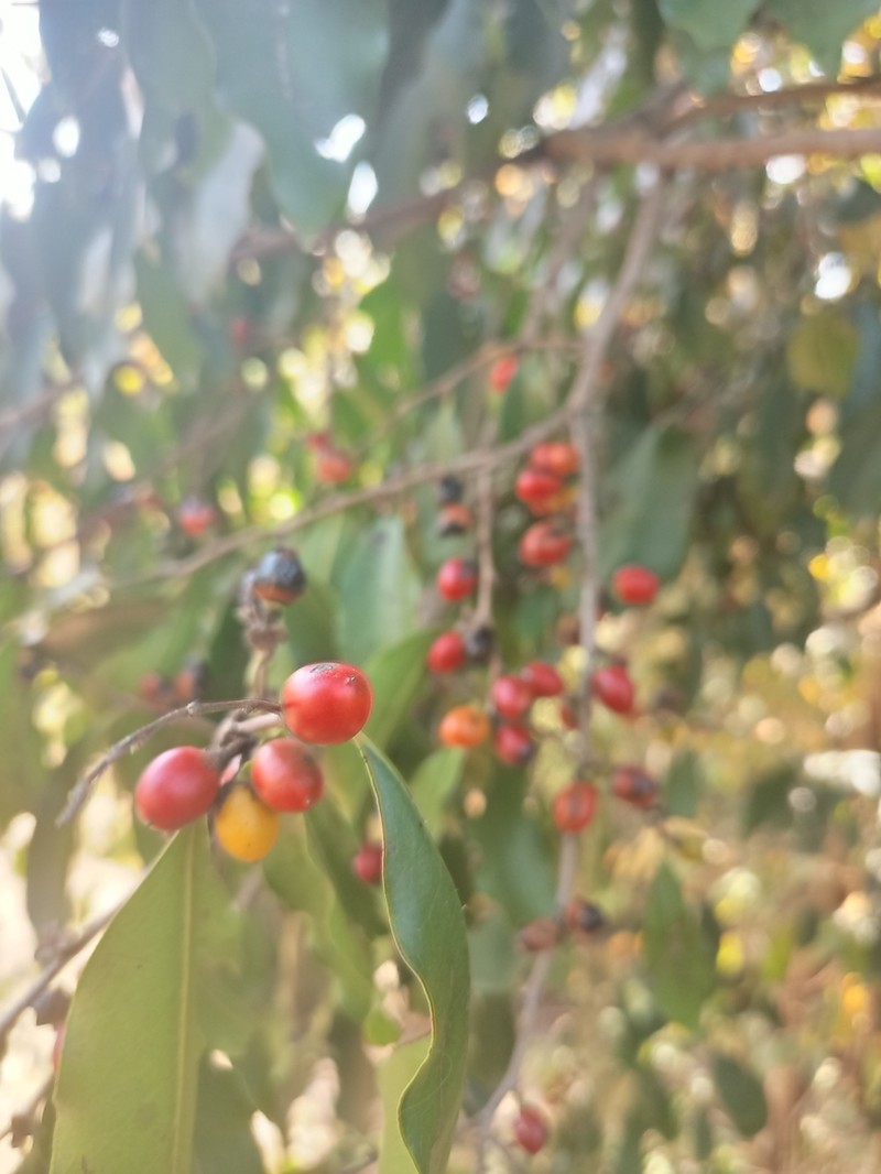 Diospyros abyssinica photo 6