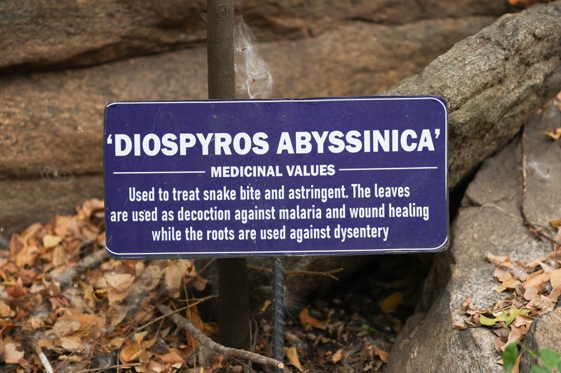 Diospyros abyssinica photo 7