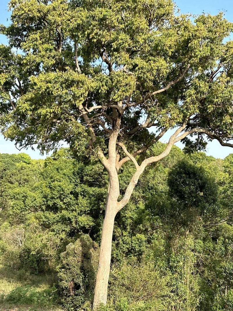 Diospyros abyssinica photo 8