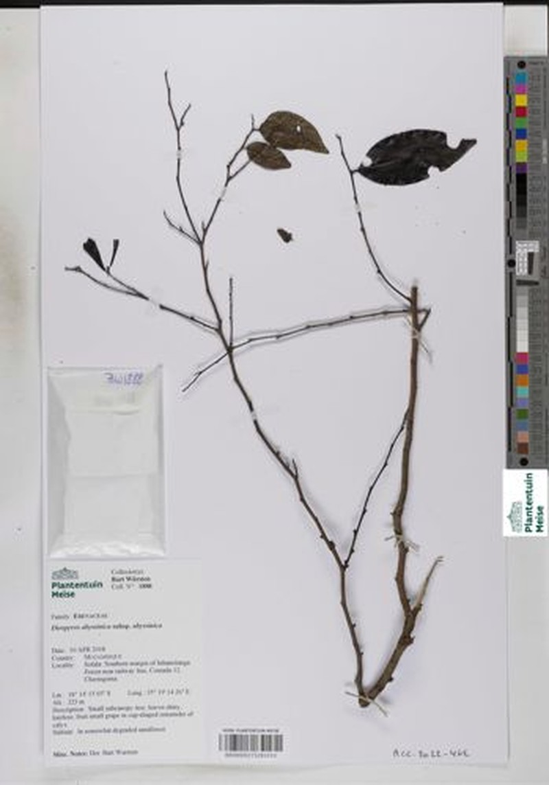 Diospyros abyssinica subsp. abyssinica